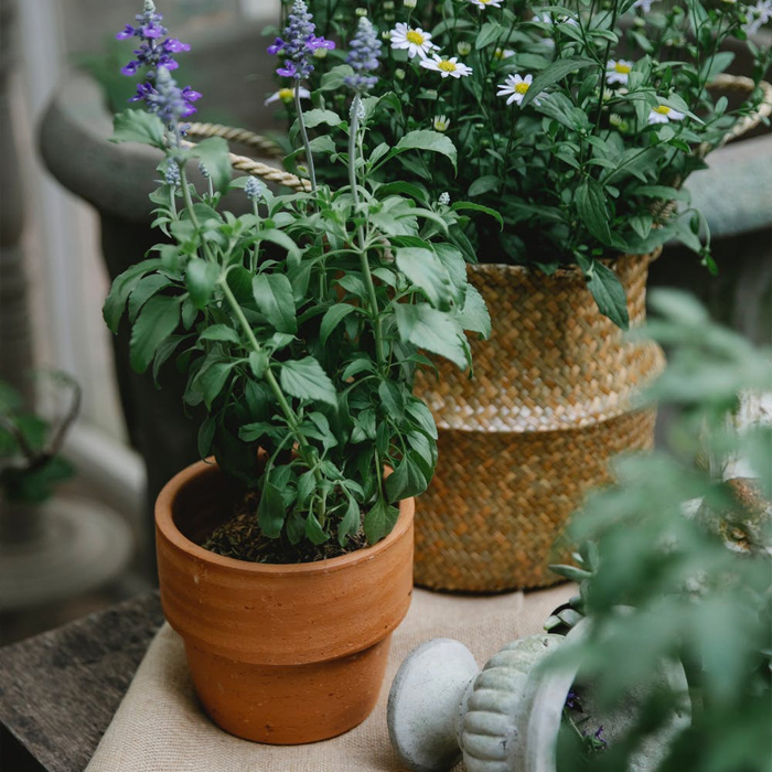 An image of a wooden chair surrounded by plants